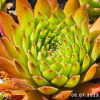 Sempervivum 'Hart'