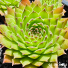 Sempervivum 'Hart'