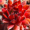 Sempervivum 'Hart'