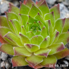 Sempervivum 'Hart'