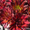 Sempervivum 'Hart'