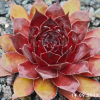 Sempervivum 'Big Six-O'