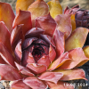 Sempervivum 'Big Six-O'