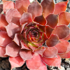 Sempervivum 'Big Six-O'