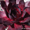 Sempervivum 'Big Six-O'