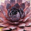 Sempervivum 'Big Six-O'