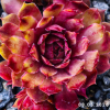 Sempervivum 'Pacific Dawn'