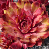 Sempervivum 'Pacific Dawn'