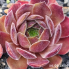 Sempervivum 'Downland Queen'