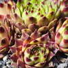 Sempervivum 'Greenii'