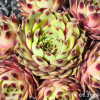 Sempervivum 'Greenii'