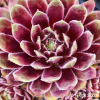 Sempervivum 'Leonora'