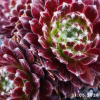 Sempervivum 'Gossamer'