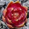 Sempervivum 'Annie Okley'