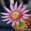 Sempervivum 'Annie Okley'