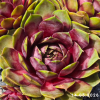 Sempervivum 'Annie Okley'