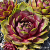 Sempervivum 'Annie Okley'