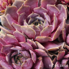 Sempervivum 'Pacific Lassie'