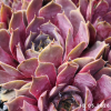Sempervivum 'Pacific Lassie'