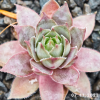 Sempervivum 'Nightlife'