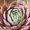 Sempervivum 'Nightlife'