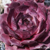 Sempervivum 'Nightlife'