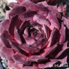 Sempervivum 'Nightlife'