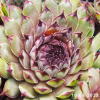 Sempervivum 'Cafe'