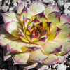 Sempervivum 'Cafe'