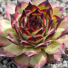 Sempervivum 'Cafe'