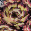 Sempervivum 'Cafe'
