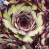Sempervivum 'Cafe'