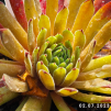 Sempervivum 'Goblin'