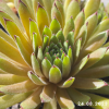 Sempervivum 'Goblin'