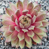 Sempervivum 'Goblin'