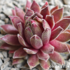 Sempervivum 'Goblin'