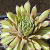 Sempervivum 'Goblin'