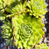 Sempervivum 'Goblin'