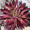 Sempervivum 'Goblin'