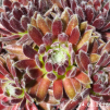 Sempervivum 'Primaballerina'