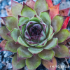 Sempervivum 'Lioness'