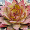 Sempervivum 'Lioness'