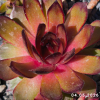 Sempervivum 'Lioness'