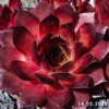 Sempervivum 'Lioness'
