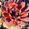 Sempervivum 'Director Jacobs'