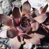 Sempervivum 'Ralph'
