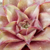 Sempervivum 'Andinn Oriax'