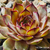 Sempervivum 'Andinn Oriax'