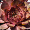Sempervivum 'Andinn Oriax'