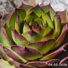 Sempervivum 'Boss Drum'